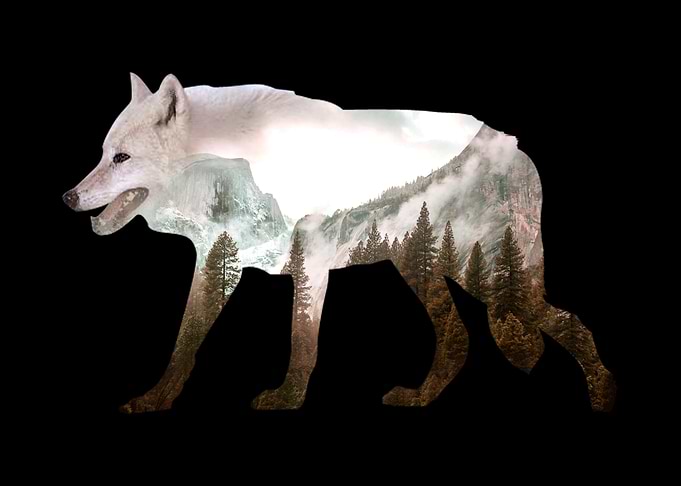 Wolf Nature Wildlife