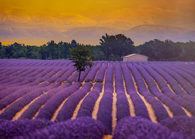 Lavender field