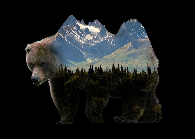 Bear nature Outdoors