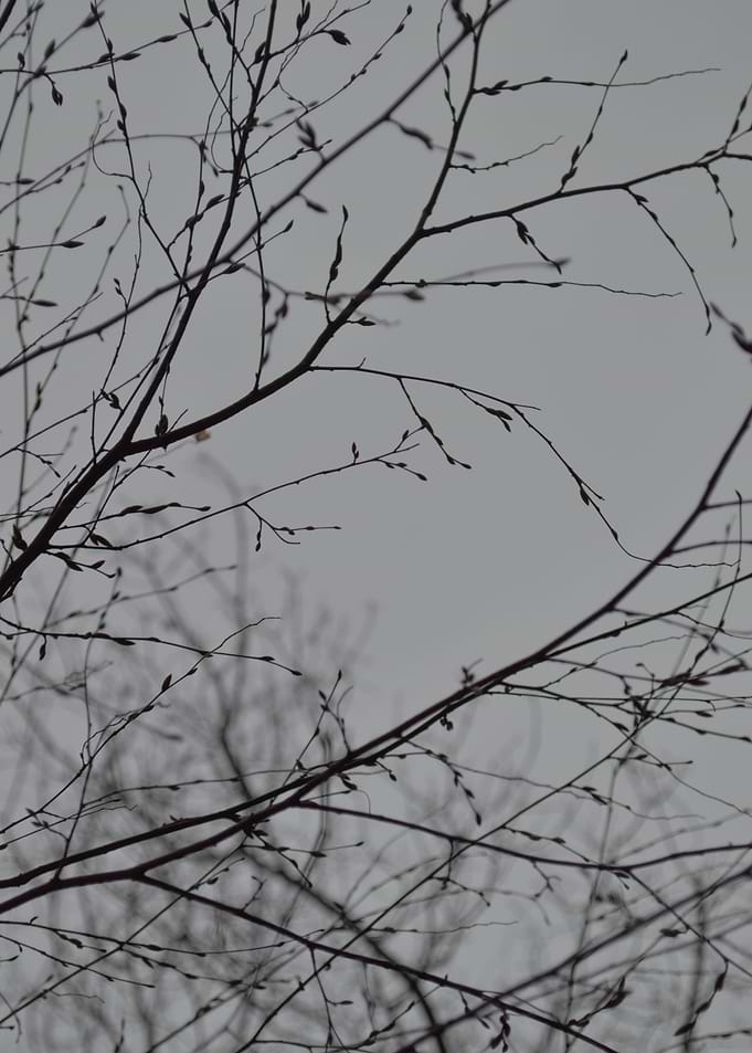 Branches Impressions
