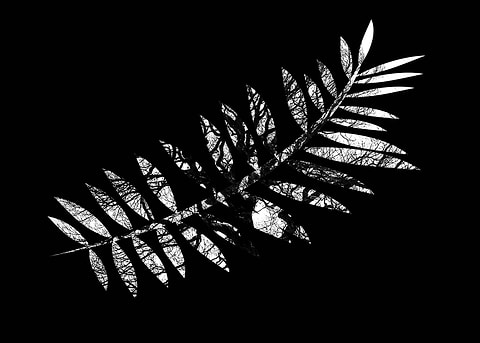 Leaf