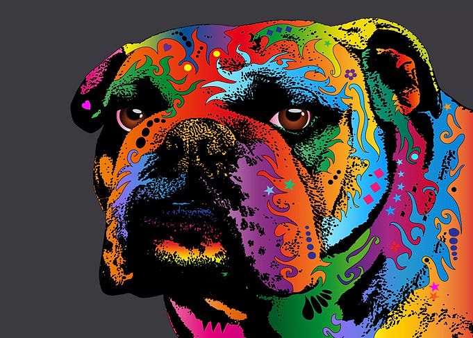 English Bulldog