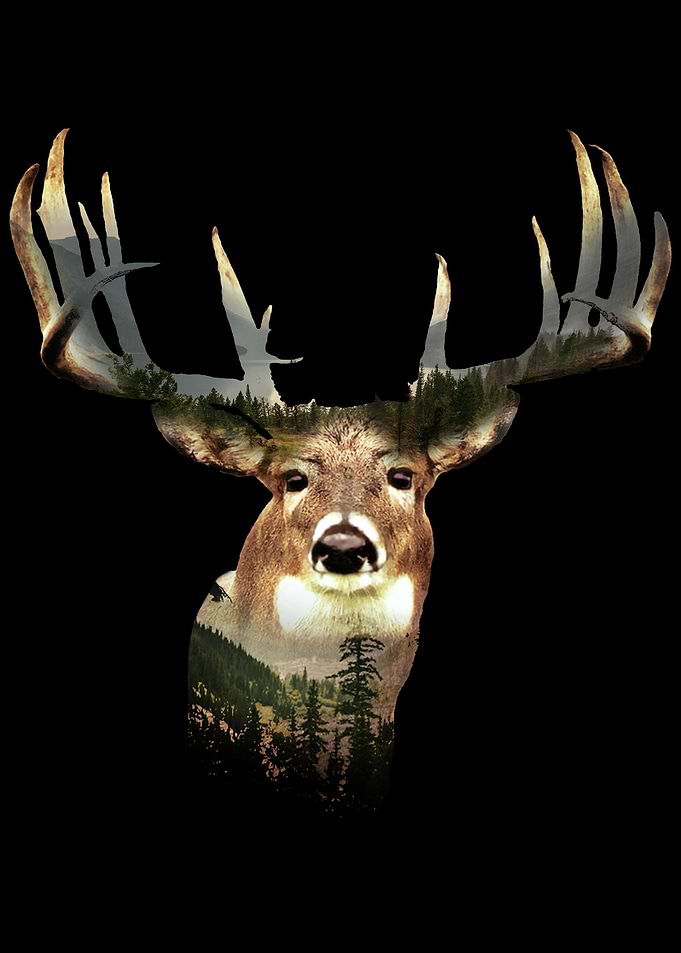 Deer Animal Nature