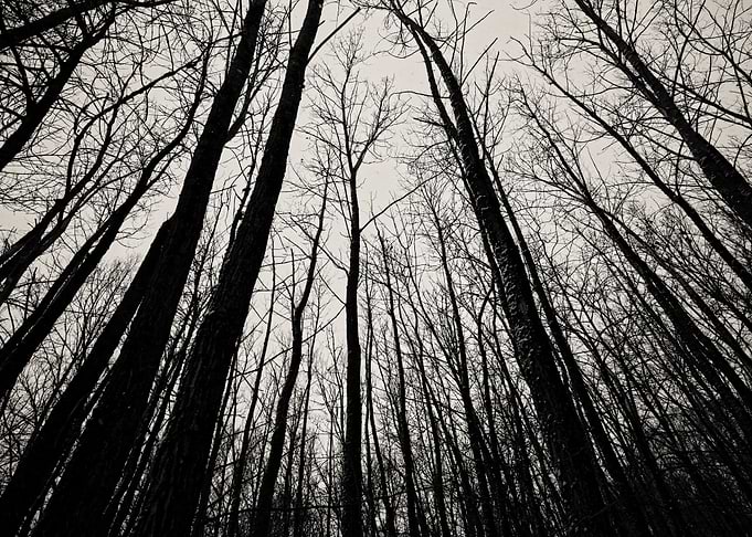 Trees
