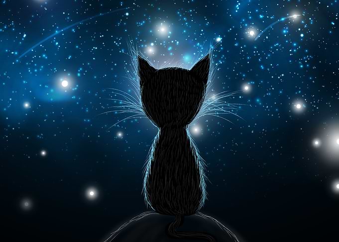 cat stars silhouette