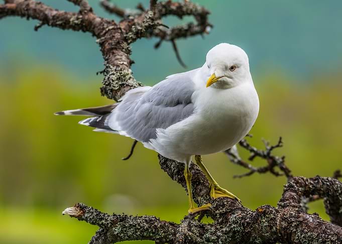 Seagull
