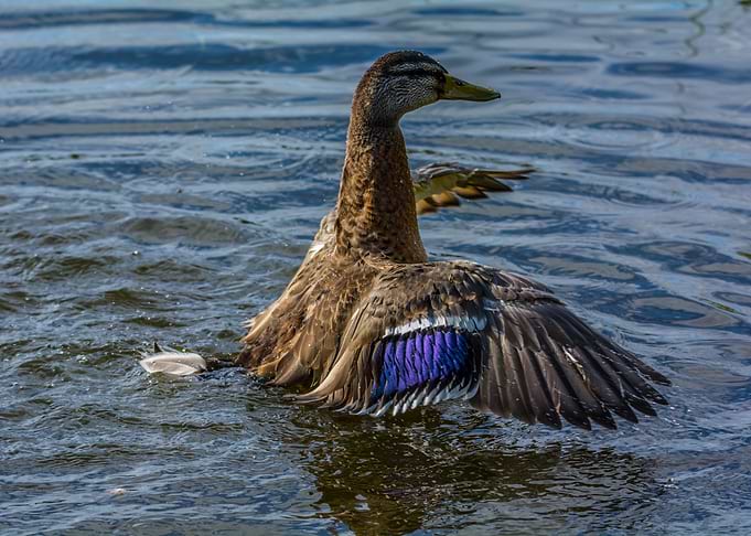 Duck