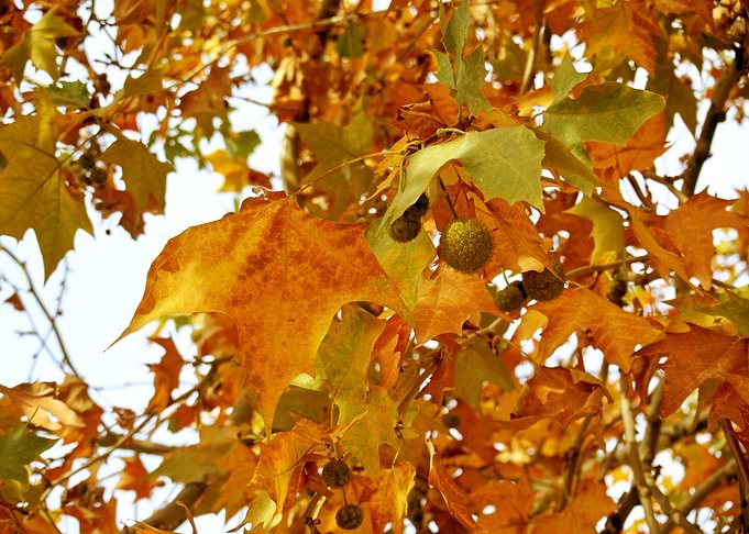 Autumn into the treetop
