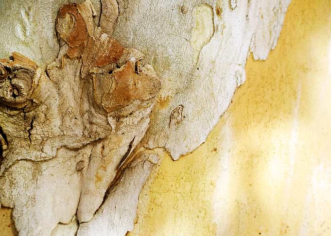 Tree bark of autumn