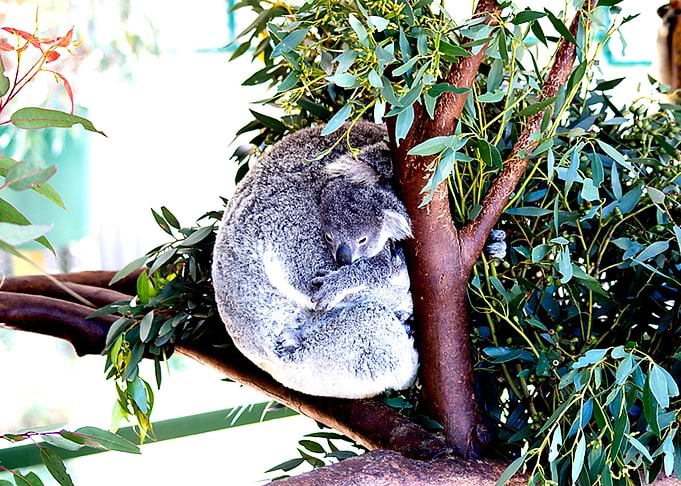 Koala