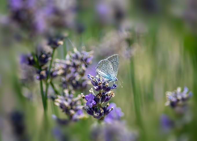 Butterfly on lavender