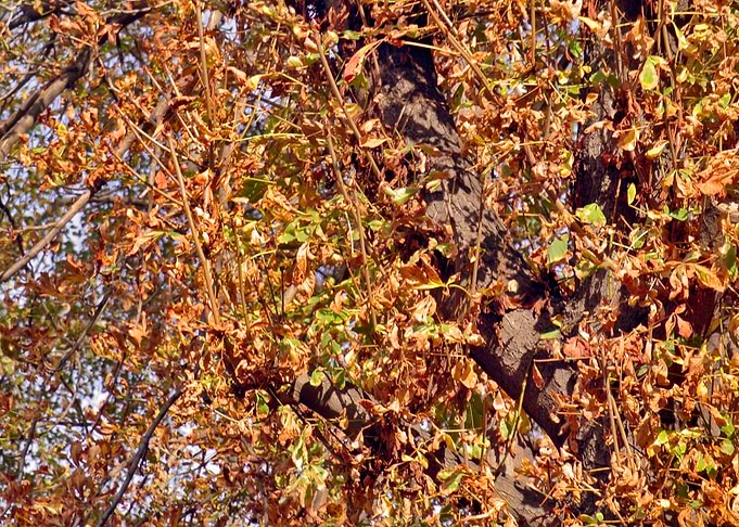 Autumn in orange