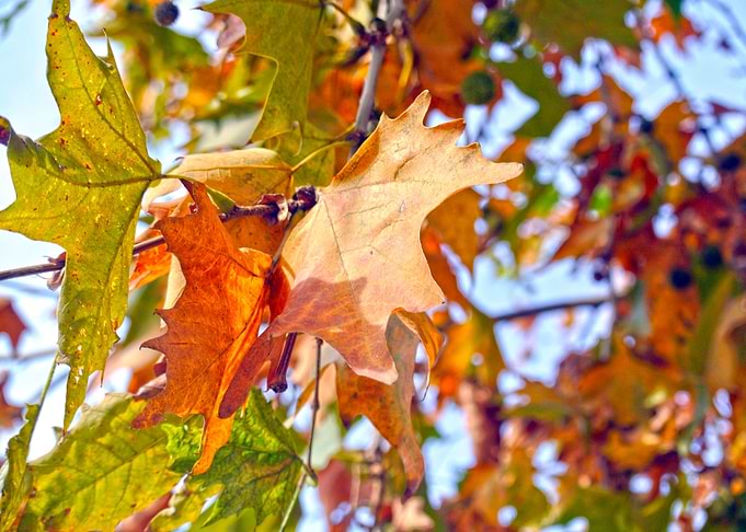 Autumn leaves