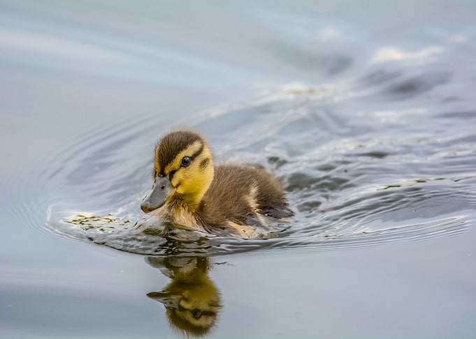 Duckling