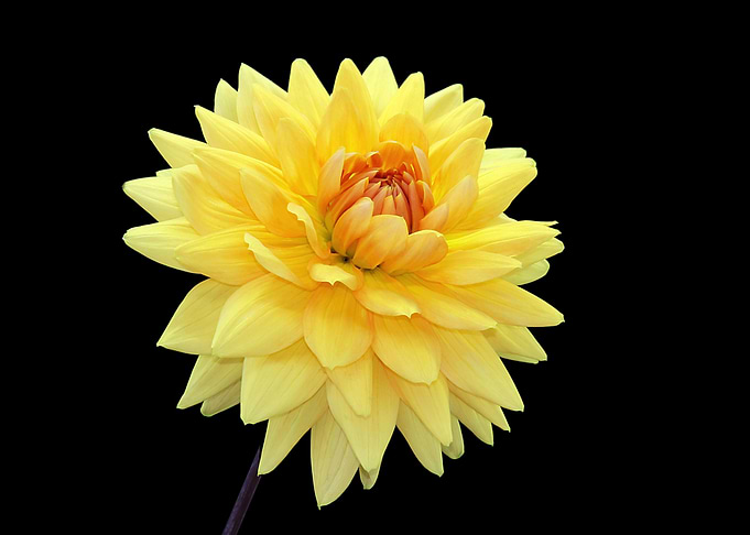 Yellow Dahlia Turning