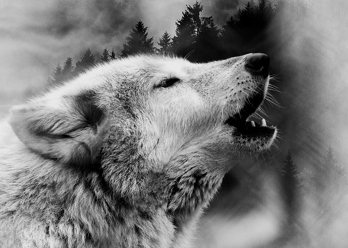 White Wolf