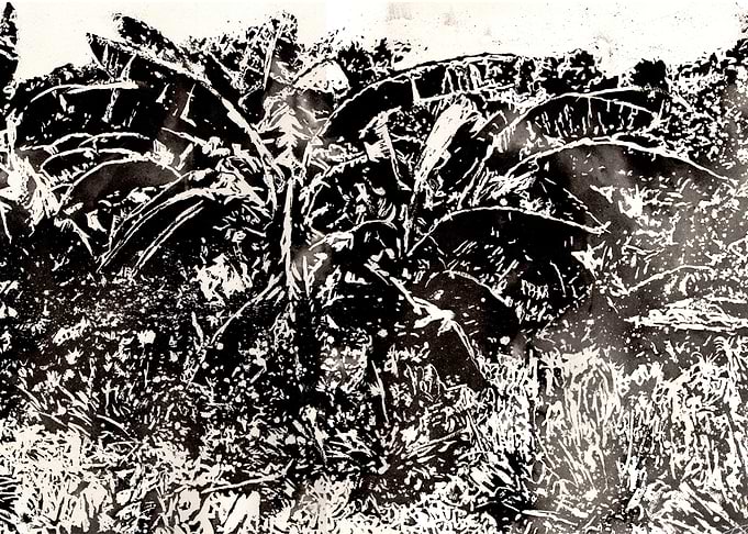 Banana Tree