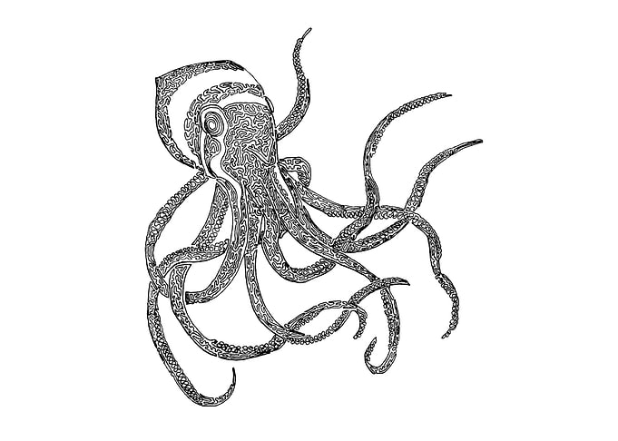 Octopus