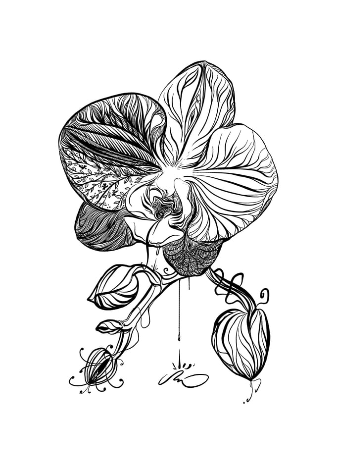 Orchid