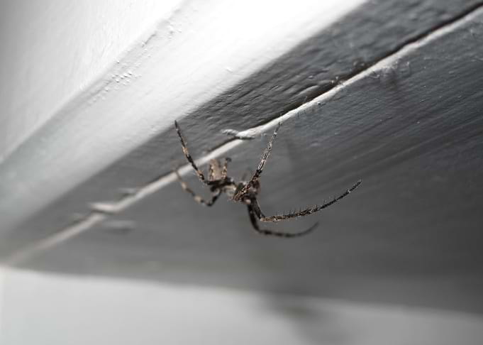 A seven leg spider