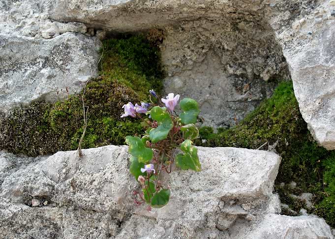 In the rock