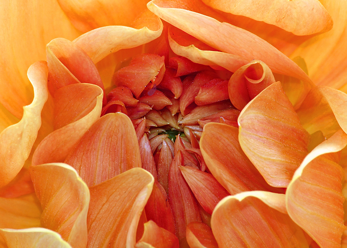Orange Dahlia