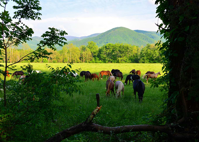 Horses in the mountains
