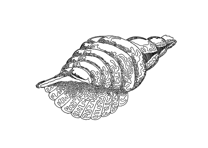 Seashell