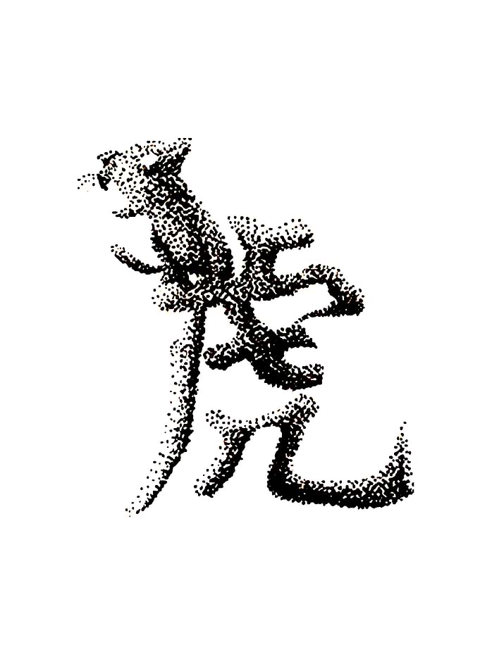 The Zodiac 12 Tiger