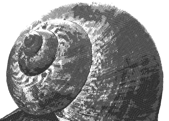 snail