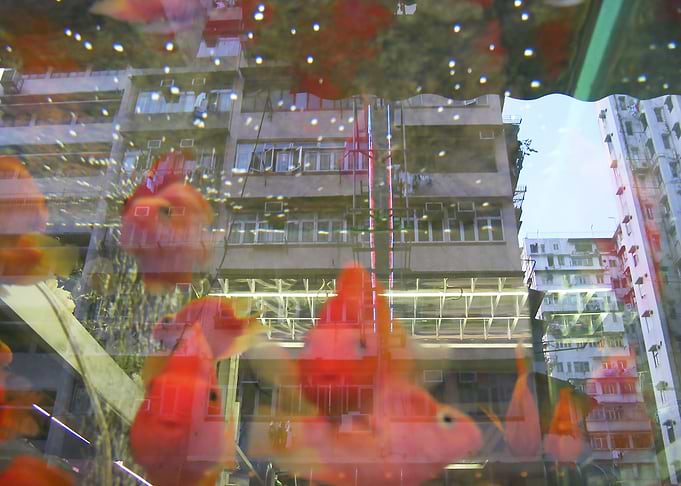 Small Fish in BIG Town