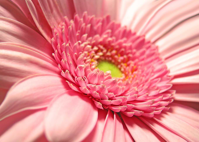 Palest Pink