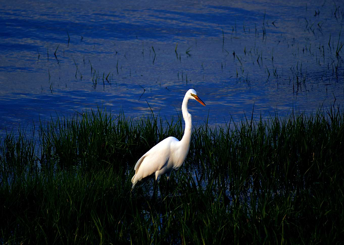 Egret at Sunset