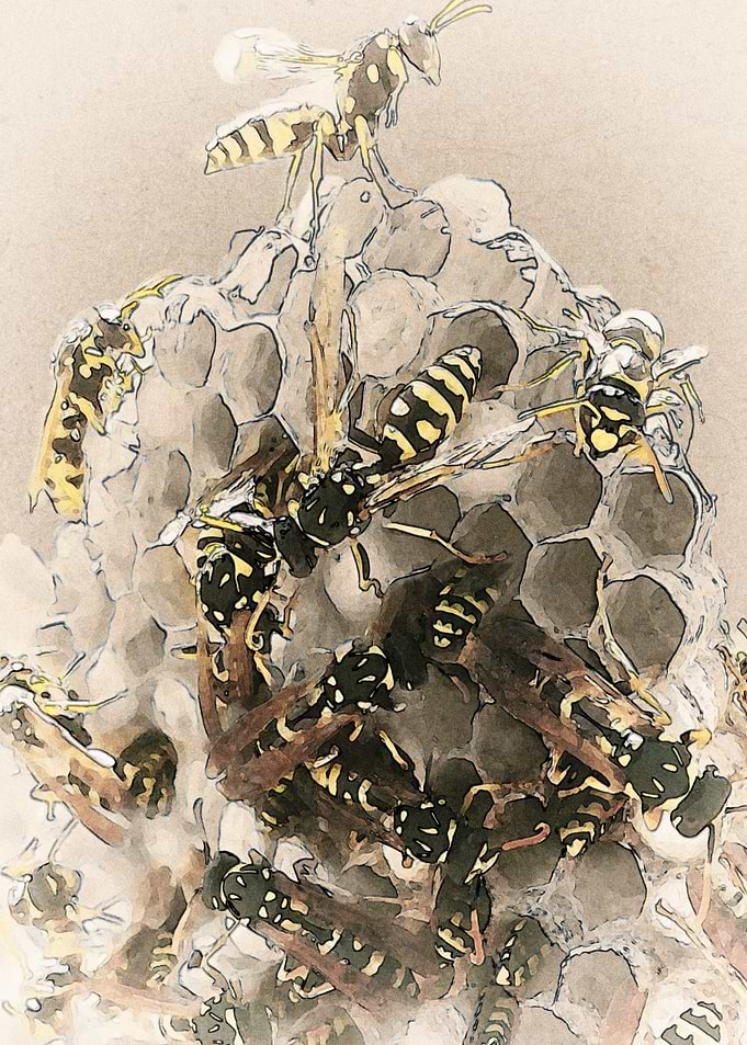 Wasp Nest