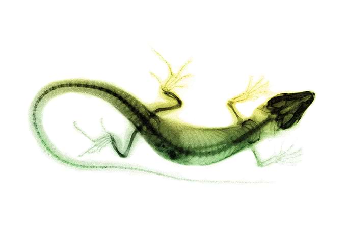 Gecko X Ray