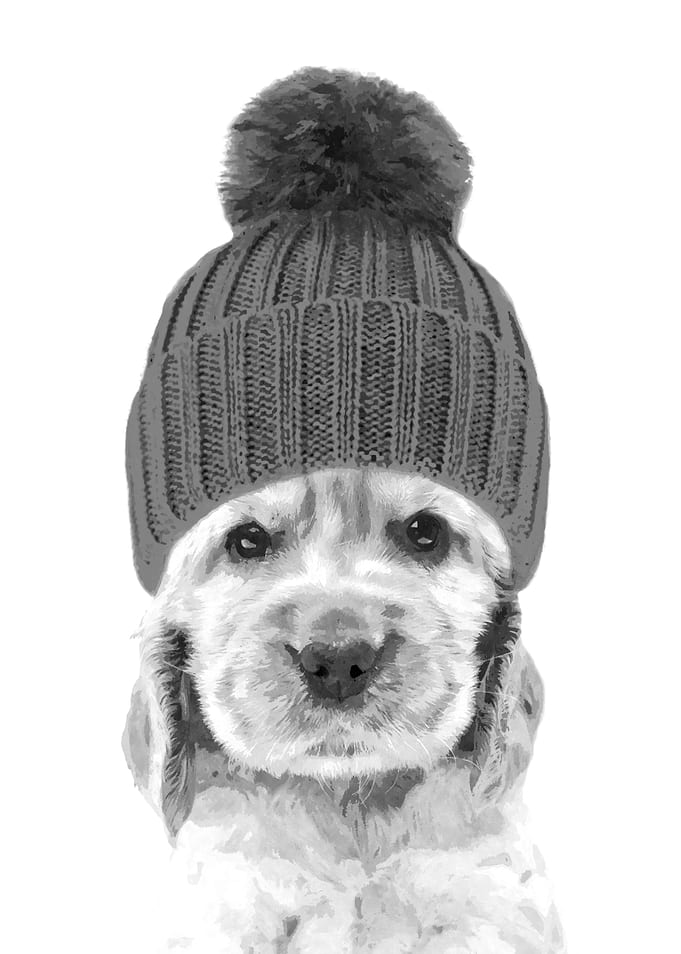 Black and White Cocker