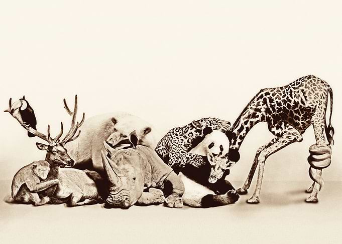 Animals Hug