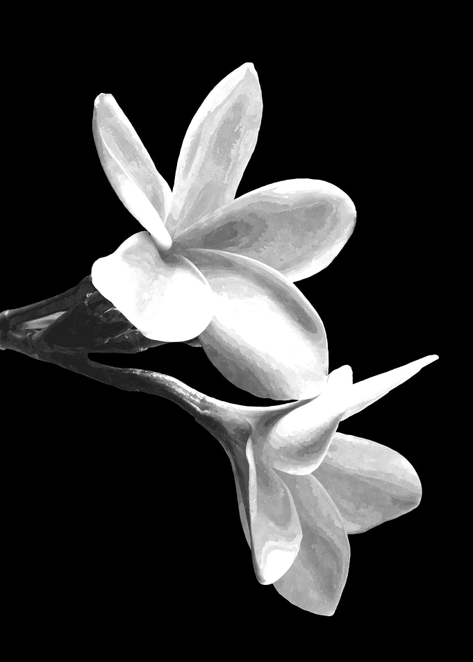 White Flowers