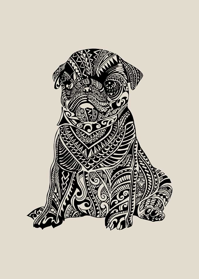 Polynesian Baby Pug