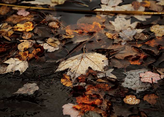 Raindrops