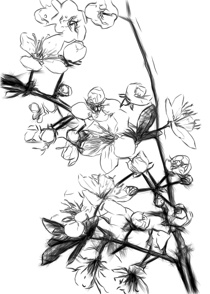 Cherry Blossoms Drawing