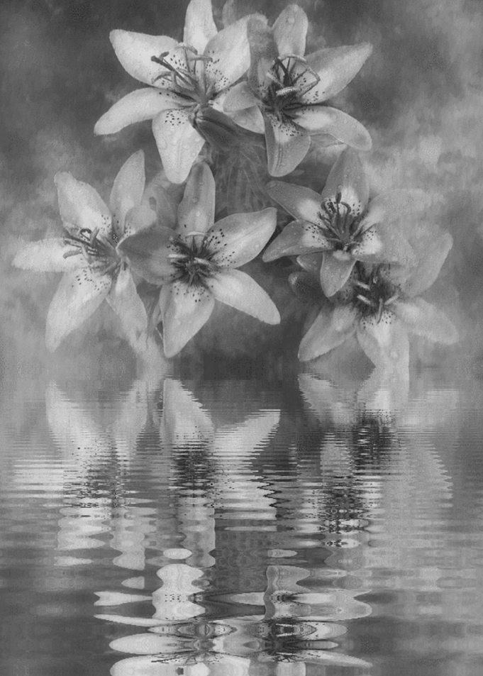 lilies