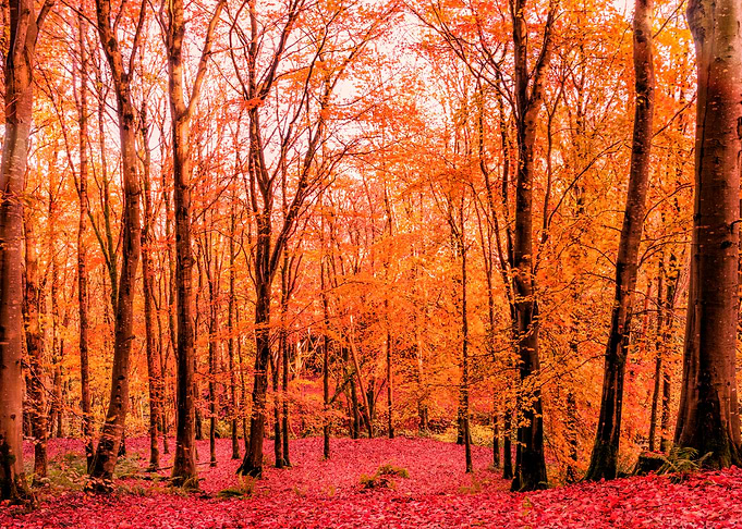 Autumn Foliage