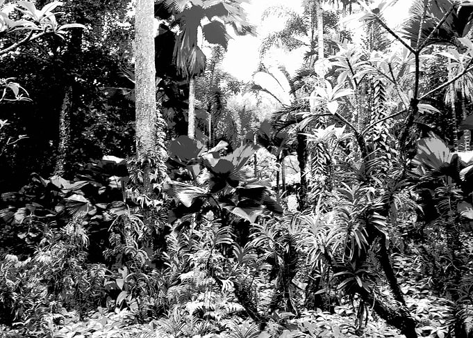Singa Botanical Garden 1