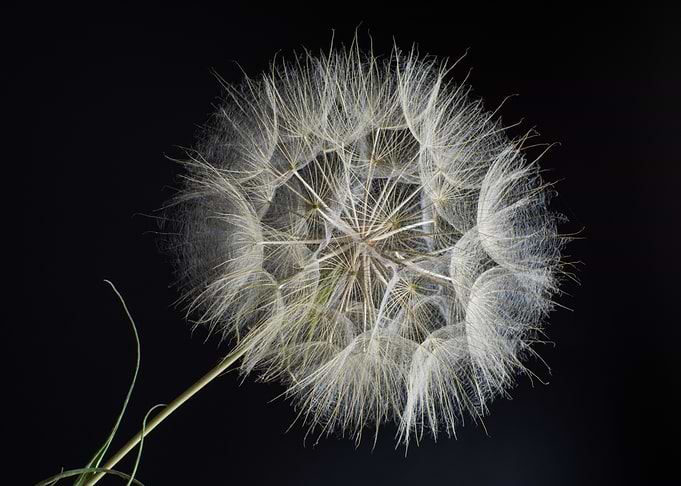 Dandelion