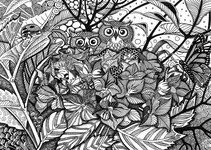 Owls Safe Place