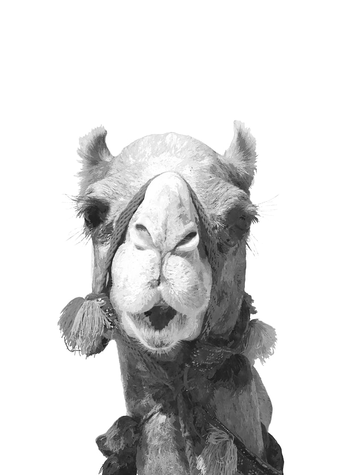 Black and White Camel