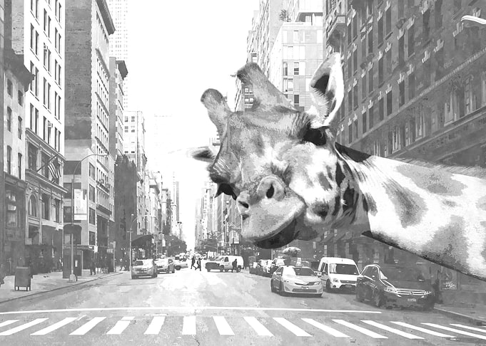Black White Giraffe NYC