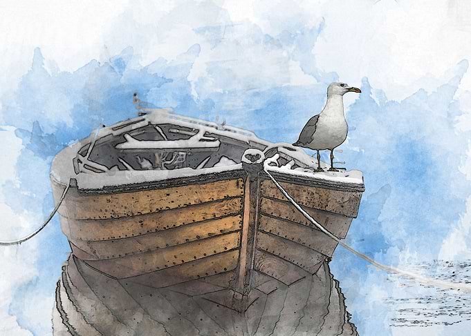 Seagull