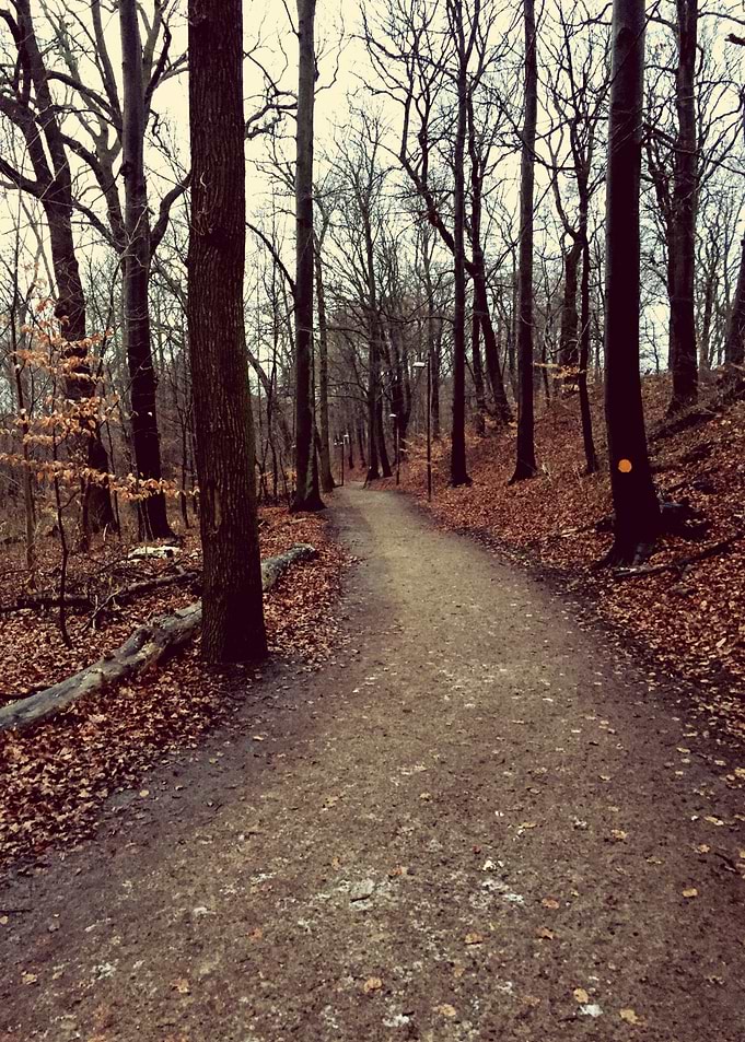 The Forest